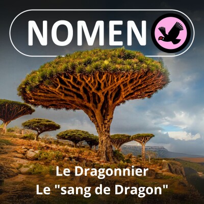 S02E24 Le "sang de dragon" du Dragonnier cover