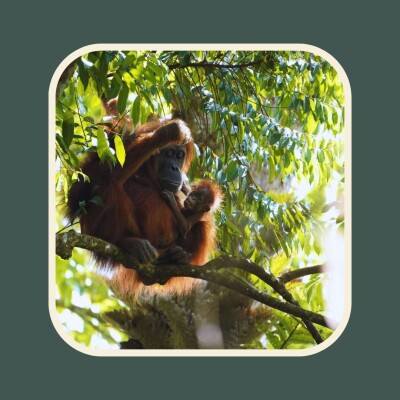 Les orangs-outans de Sumatra cover