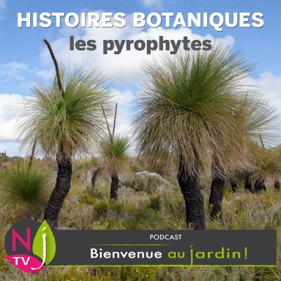 PETITE ET GRANDE HISTOIRE: PYROPHYTES ,  LES PLANTES ET LE FEU. cover