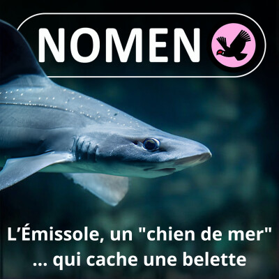 S01E15 L'Émissole : Un "chien de mer" dont le nom vient... de la belette cover