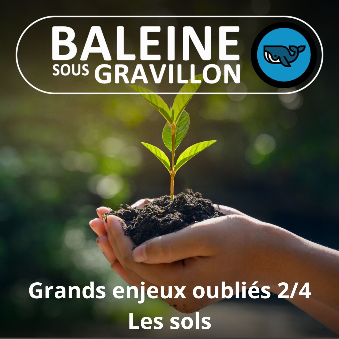 Baleine sous Gravillon