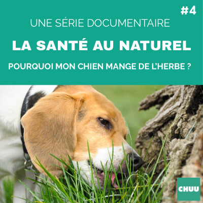 [REDIFFUSION] - Pourquoi mon chien mange de l'herbe ? cover