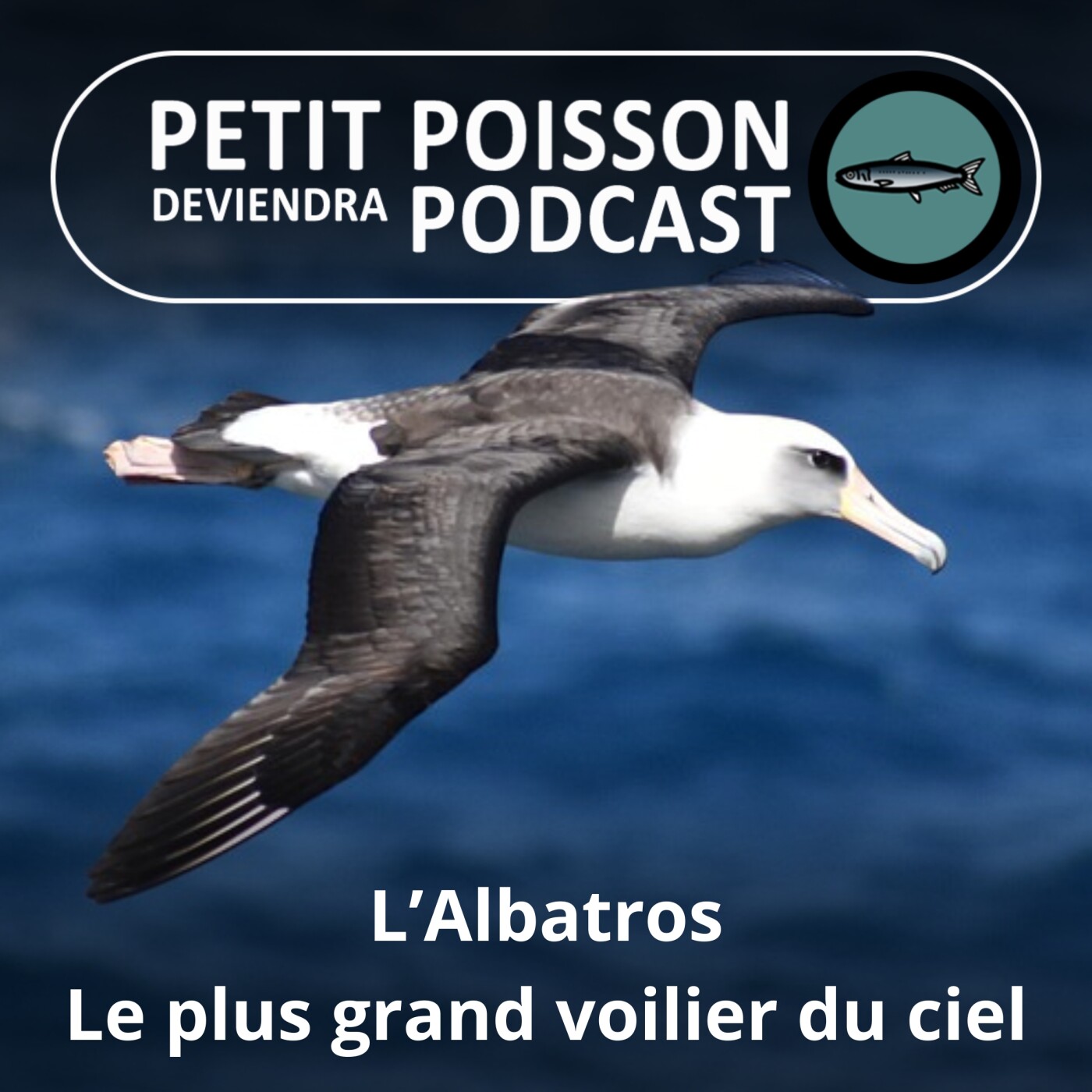 S03E37 L'albatros : Le plus grand voilier du ciel (Bill François) episode artwork