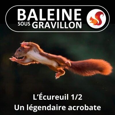 BEST OF D'ÉTÉ #15 L'Écureuil 1/2 : Un légendaire acrobate cover