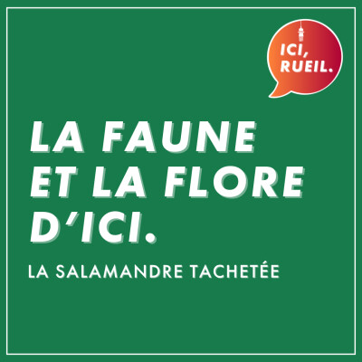 La Faune et la Flore d'Ici : La salamandre tachetée cover