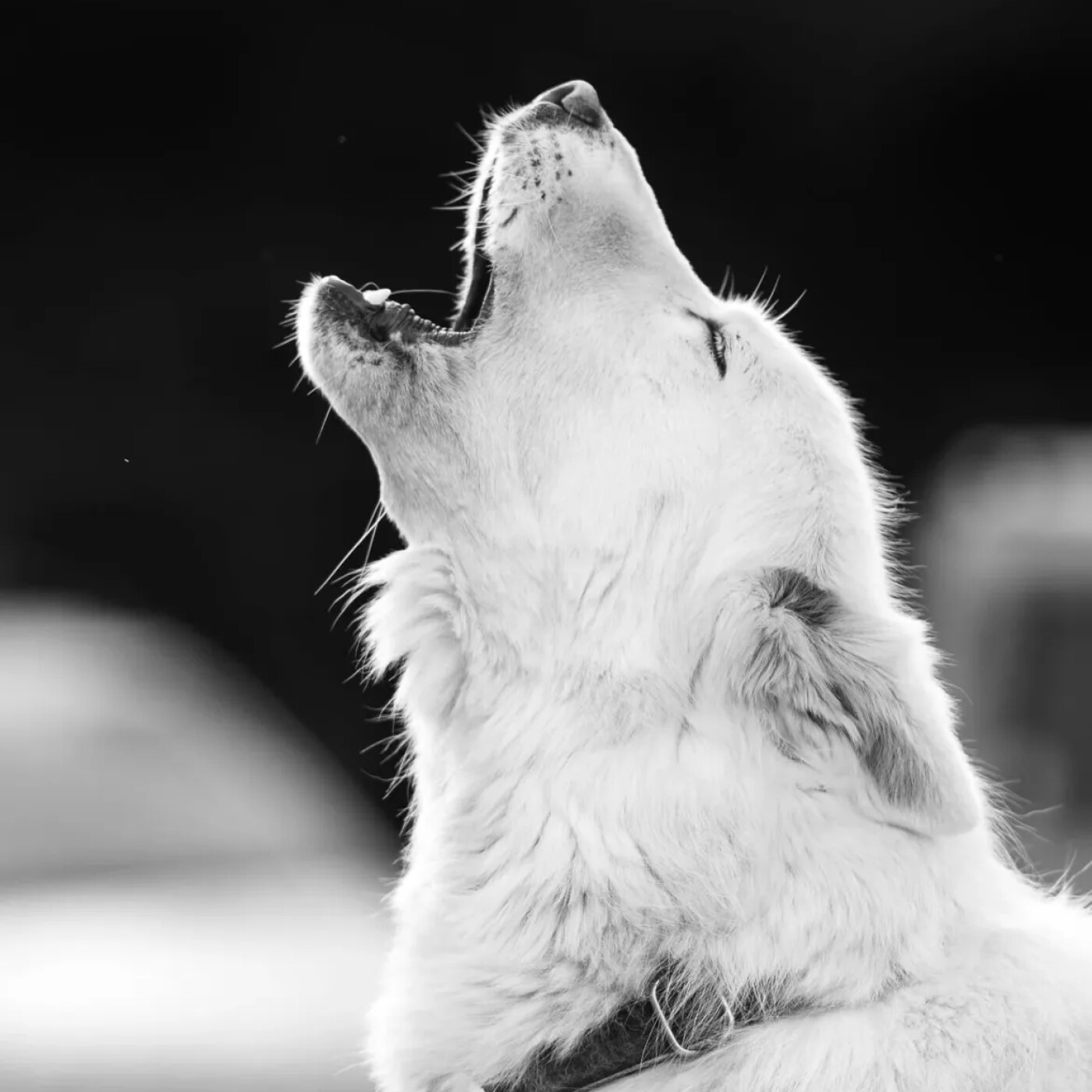 Les chroniques fantastiques du chiot