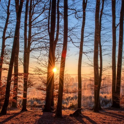 Naviguez sur internet et plantez des arbres ! cover