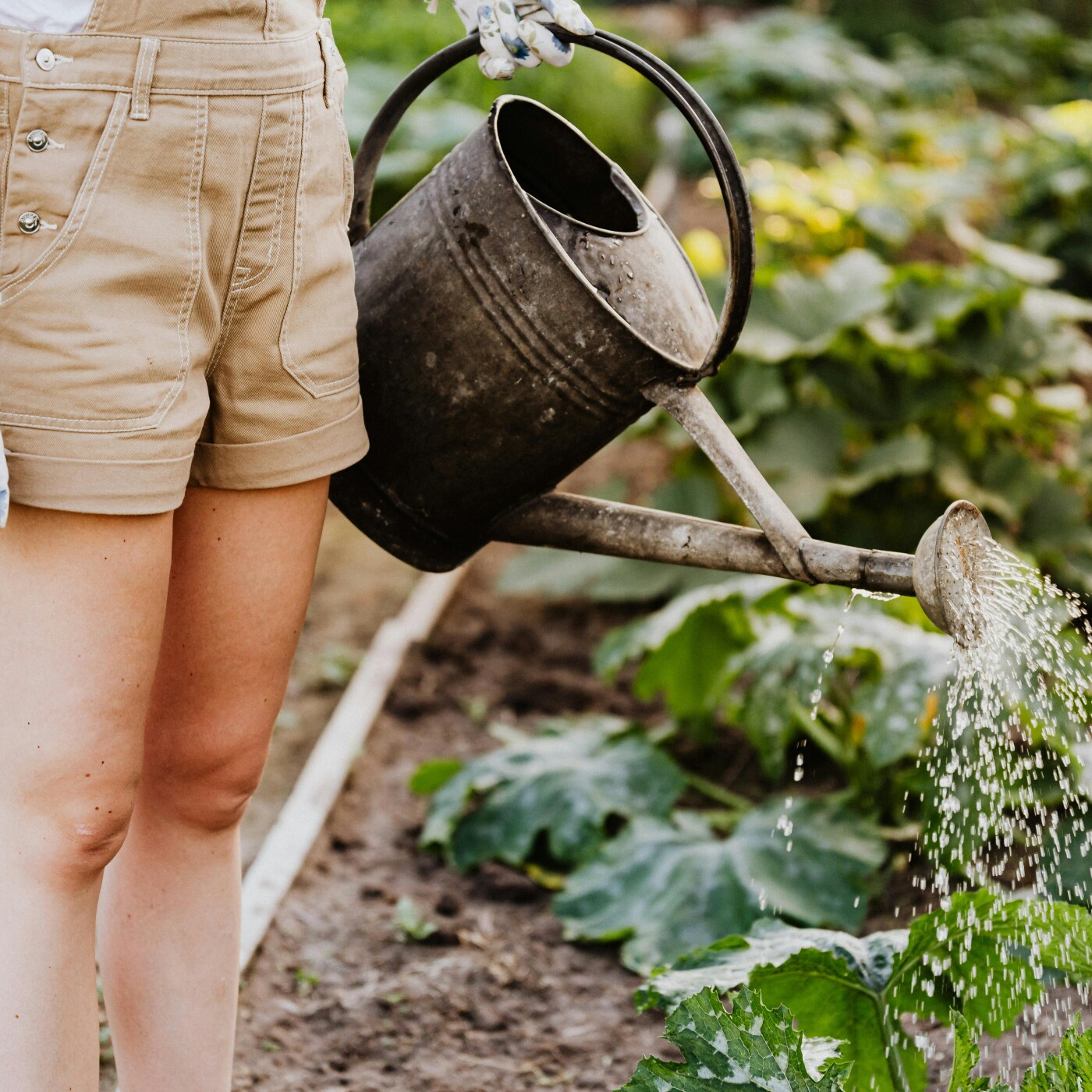 Haguenau : Un nouveau rendez-vous potager-école episode artwork