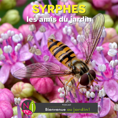 #84: LES AMIS DU JARDIN : SYRPHES, LES CROQUEURS DE PUCERONS cover