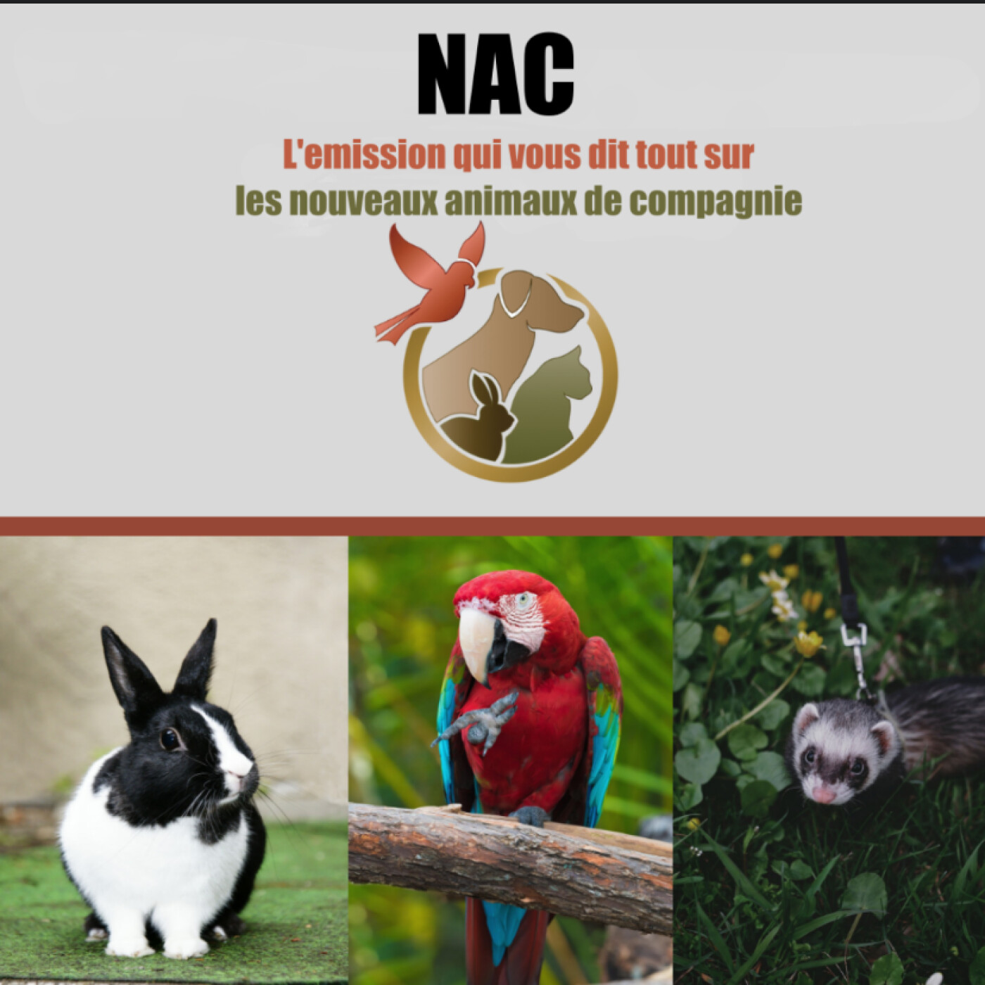 NAC-La poule episode artwork