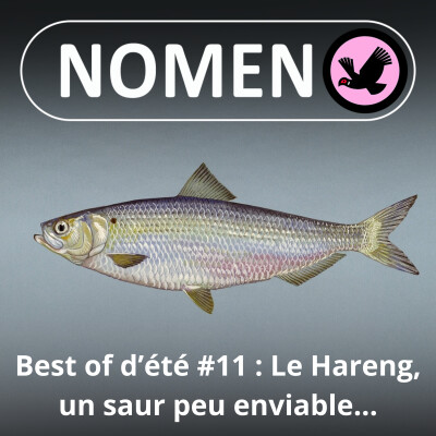 BEST OF D'ÉTÉ #11 : Le Hareng, un saur peu enviable… cover