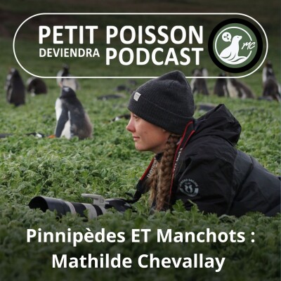 S05E45 Pinnipèdes ET Manchots : Mathilde Chevallay, une passion dévorante pour les grands prédateurs marins cover