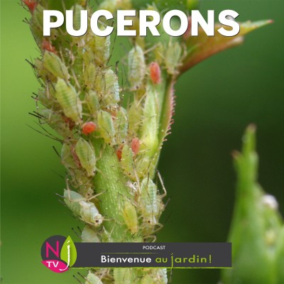 PAROLES D'EXPERTS:MIEUX CONNAÎTRE LES PUCERONS POUR BIEN LES CONTRÔLER cover