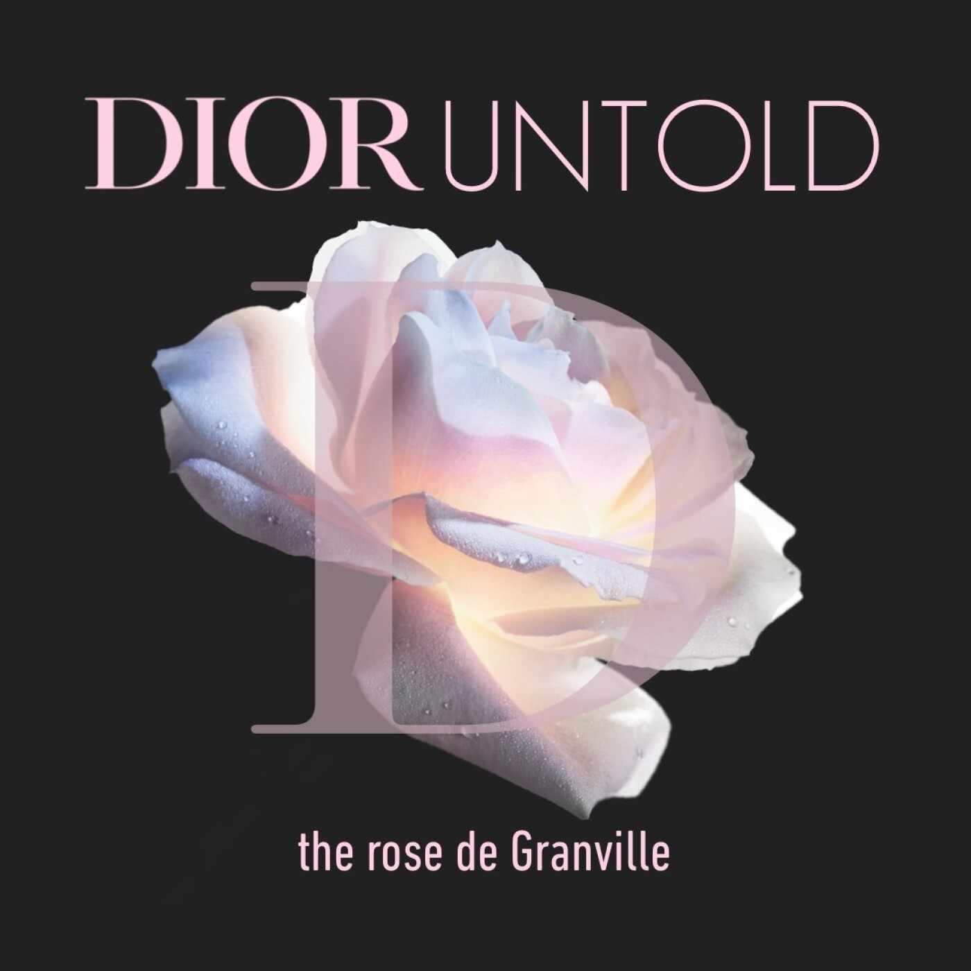 The rose de Granville