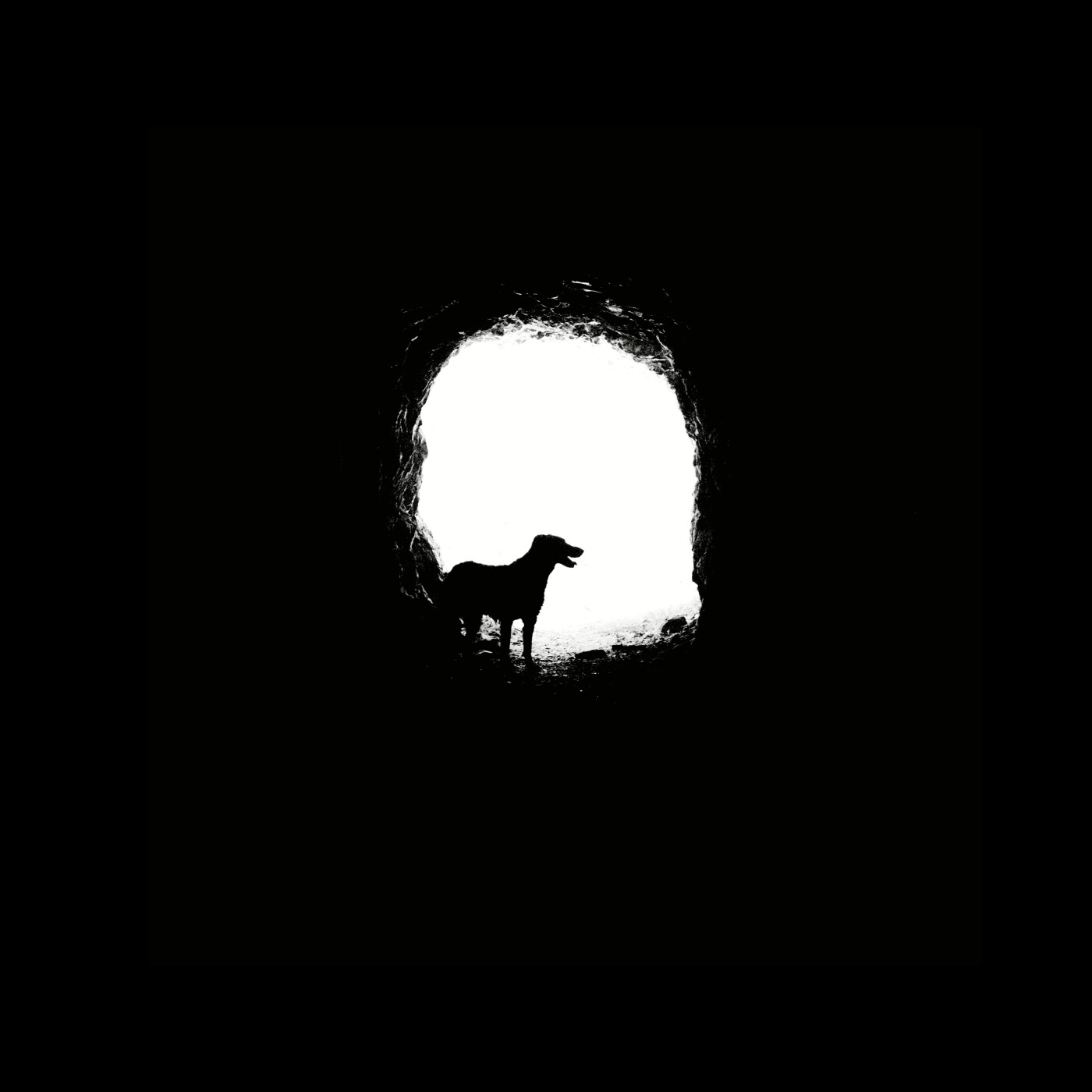 Deuil animal