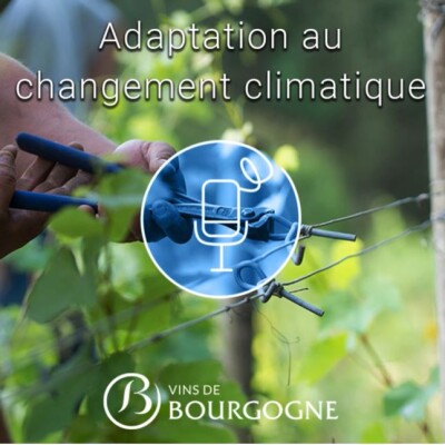 Effeuillage apical : une technique pour moduler l’équilibre de la vigne cover
