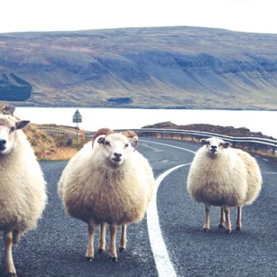 Animaux proche des voies ? Attention danger ! cover