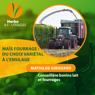 HERBE ET FOURRAGES - Le maïs fourrage, du choix variétal à l’ensilage cover