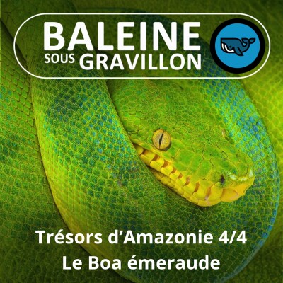 S04E75 Trésors d'Amazonie 4/4 : Le Boa émeraude, joyau des arbres cover