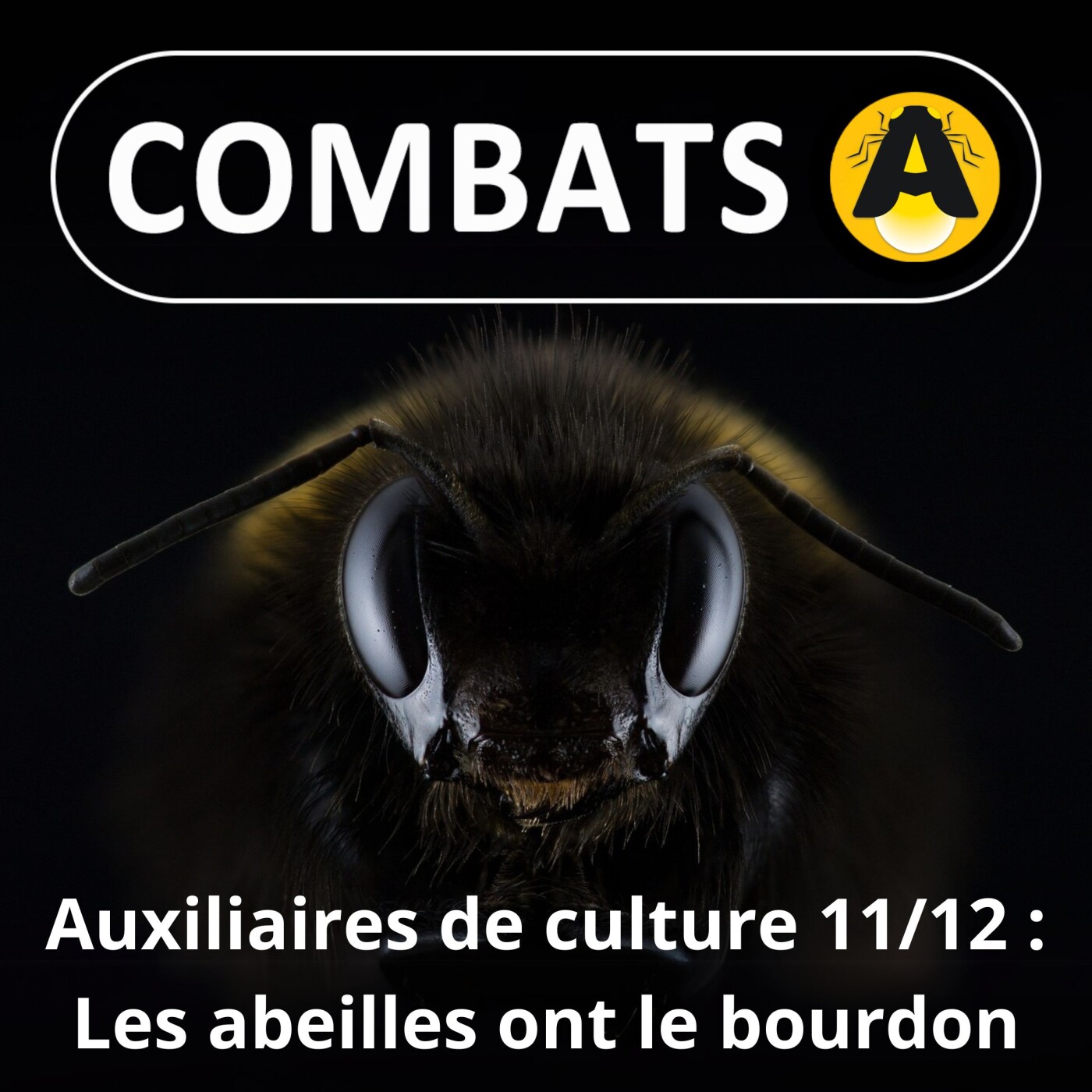 SPÉCIAL Auxiliaires 11/12 : (Re)connaître les abeilles sauvages