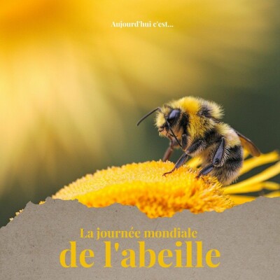 SPÉCIAL ABEILLE 1/4 : Les bases pour comprendre cover