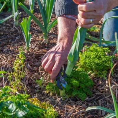 Préparez déjà votre jardin au printemps ! cover