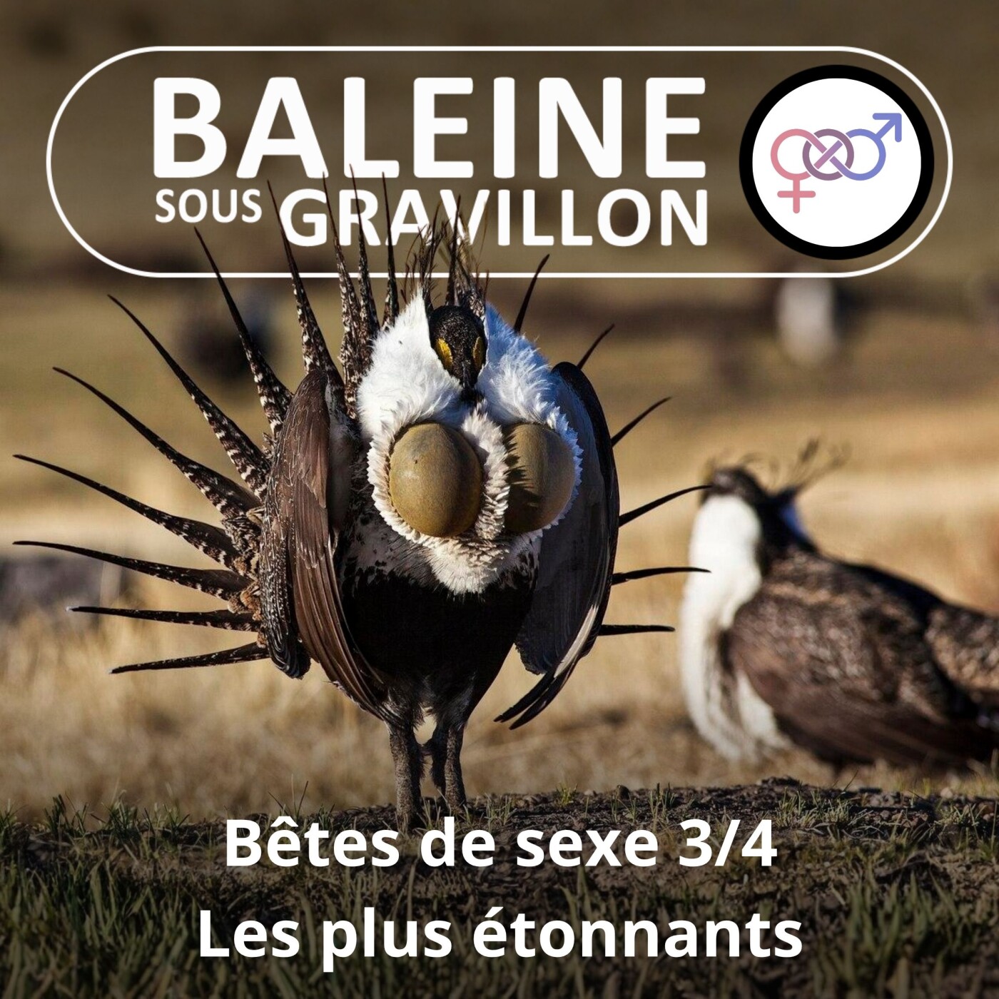 S02E84 Bêtes de sexe 3/4 : Les cas plus hallucinants