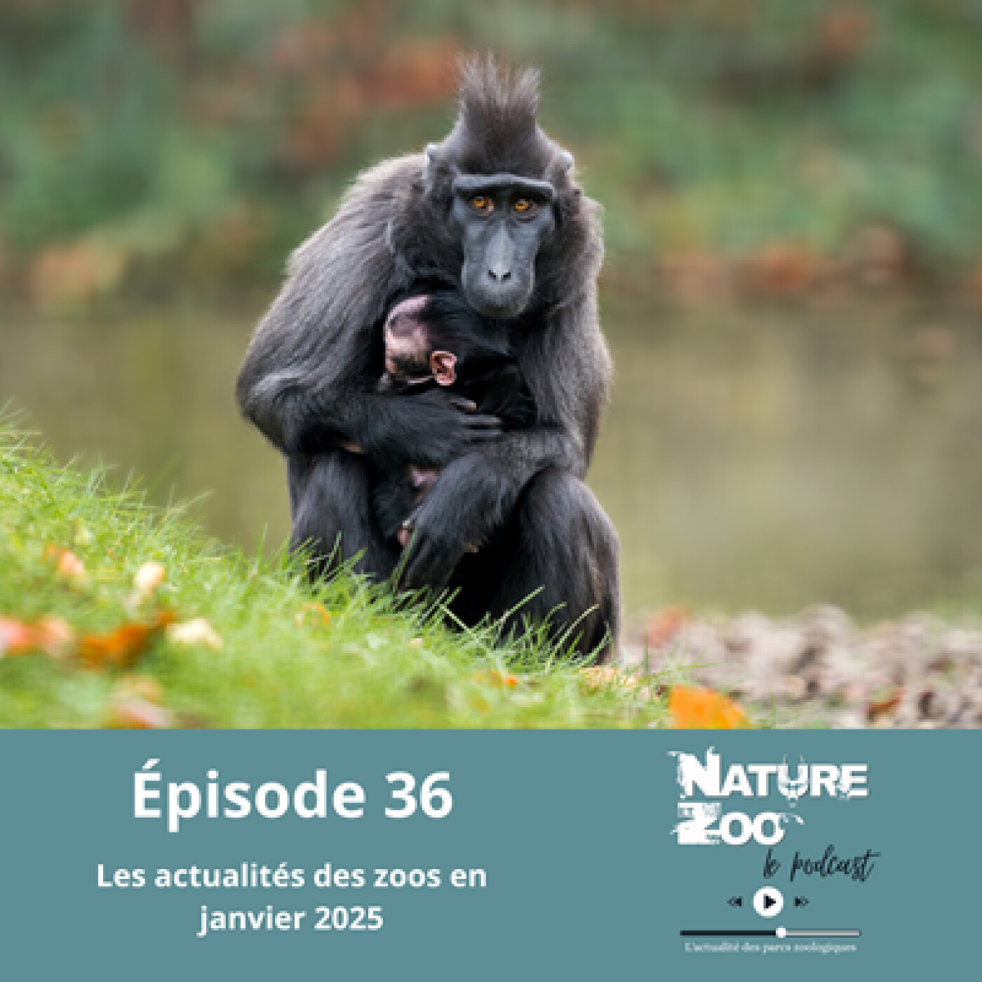 Épisode 36 (ACTU) - Les actualités en janvier 2025 episode artwork