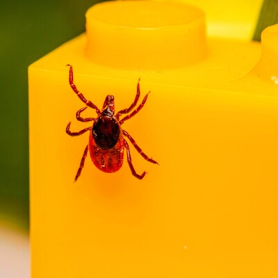 2/2 Maladie de Lyme:  guide clair pour les généralistes cover