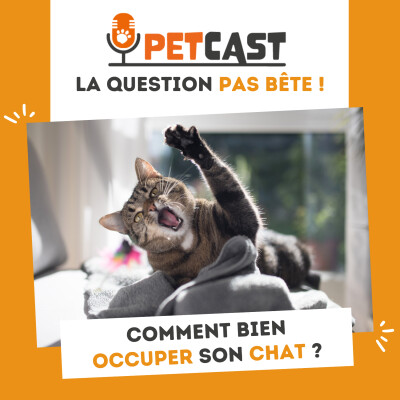 Comment bien occuper son chat ? cover