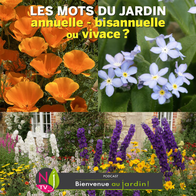 #82: LES MOTS DU JARDIN: ANNUELLE, BISANNUELLE OU VIVACE ? cover