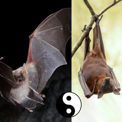 S02E26 Les Chauves-souris 2/4 : Voir dans la nuit... avec le son ! François Moutou (vétérinaire, épidémiologiste) cover
