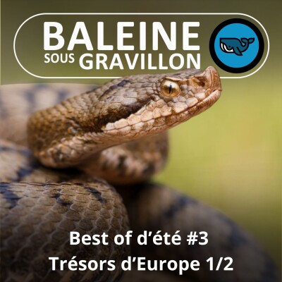 BEST OF D'ÉTÉ #3 : Trésors d'Europe 1/2, Amphibiens et Reptiles (Olivier Marquis) cover