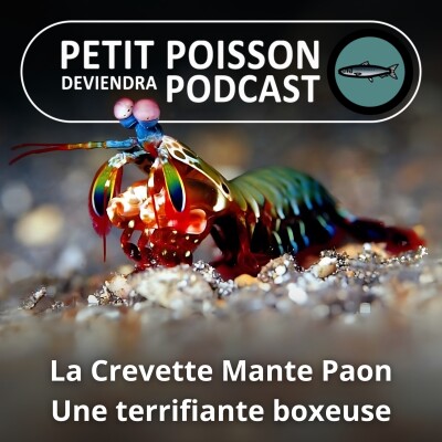 S03E42 Crevette Mante Paon : La meilleure boxeuse du monde ! (Bill François) cover