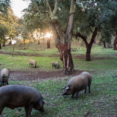 S02E64 Redécouvrir les trognes 3/4 : Quand les fagots de trognes remplaçaient le pétrole cover