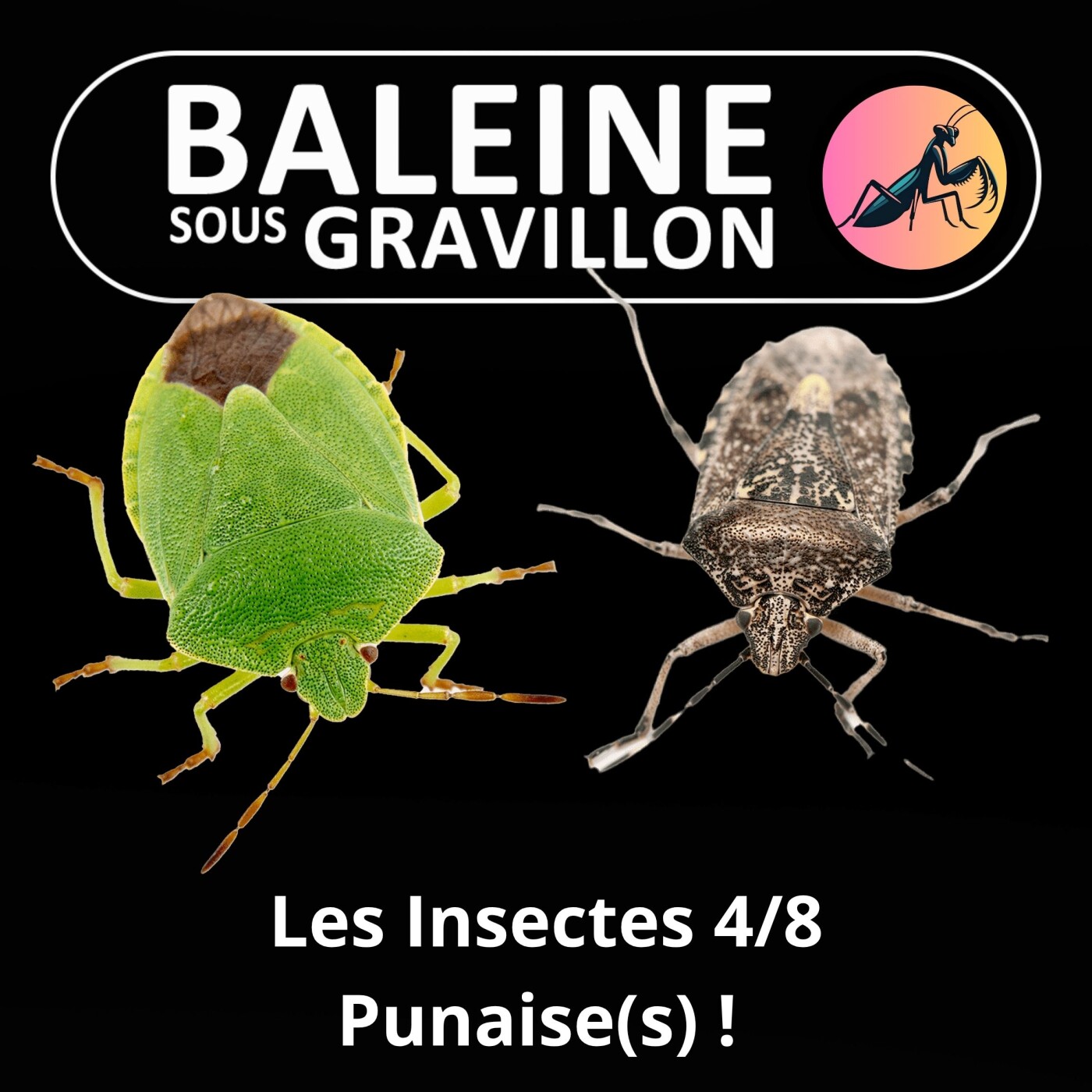 BEST OF D'ÉTÉ #32 Insectes : Punaise(s) ! (Ennaloel Mateo-Espada)