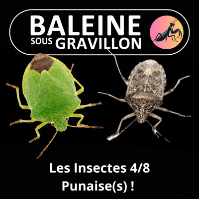 BEST OF D'ÉTÉ #32 Insectes : Punaise(s) ! (Ennaloel Mateo-Espada) cover