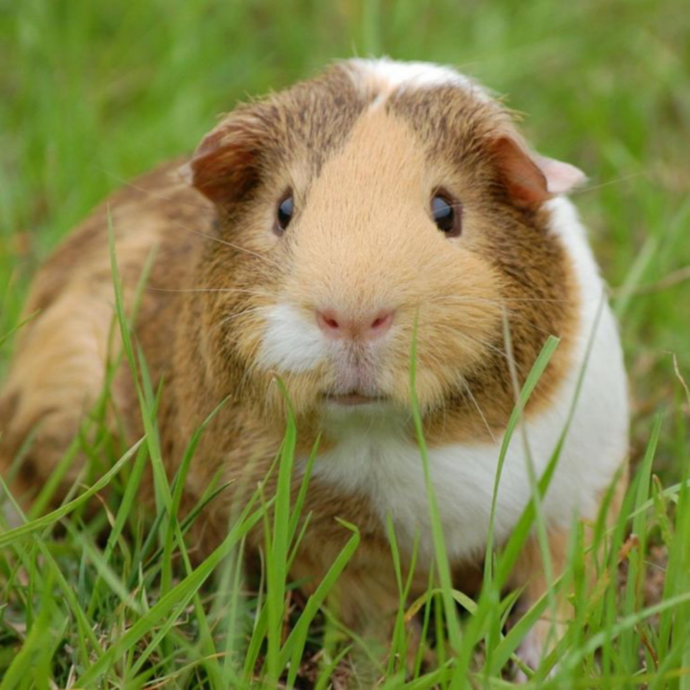 WILD - PODCAST ANIMALIER #0 - TEASER PRESENTATION EMISSION