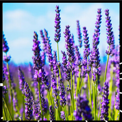 Prendre soin de vous est essentiel épi 6 Voyage olfactif sur l'huile essentielle de votre choix avec Anne Merry cover