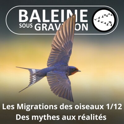 S04E17 Les Migrations des Oiseaux 1/12 : Des mythes aux réalités (Adrien de Montaudouin) cover