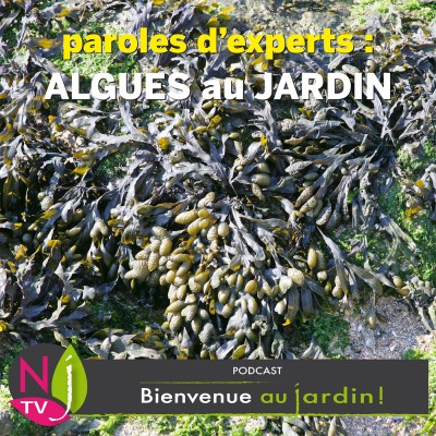 PAROLES D'EXPERTS: LES ALGUES AU JARDIN cover