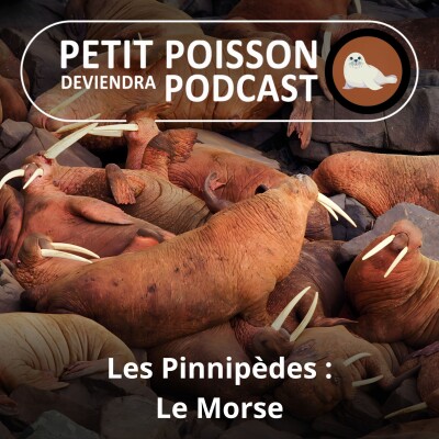 S05E40 Les Pinnipèdes : Le Morse, unique en son genre cover