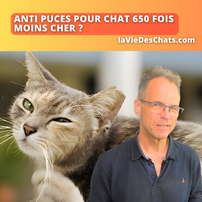 Anti puces pour chat 650 fois moins cher ? Solution Terre de diatomée cover