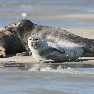 Le Crotoy : le paradis des oiseaux et des phoques cover