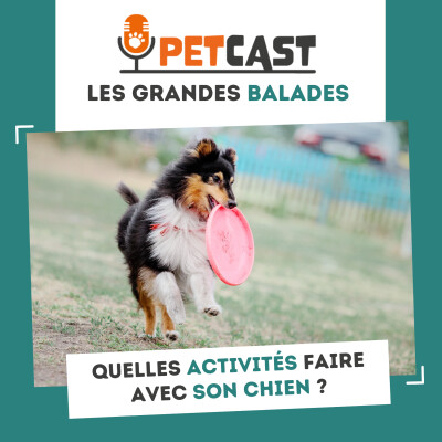 Quelles activités faire avec son chien ? cover