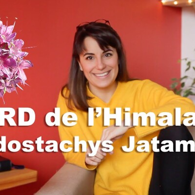 L'huile essentielle de Nard de l'Himalaya - Nardostachys jatamansi (et olfaction) cover