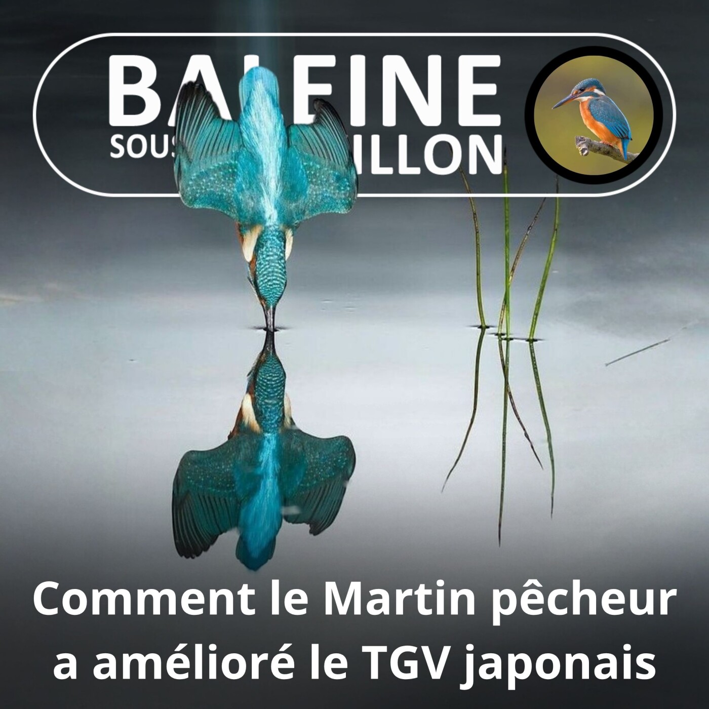 S01E02 Le train-train du Martin pêcheur... au Japon episode artwork