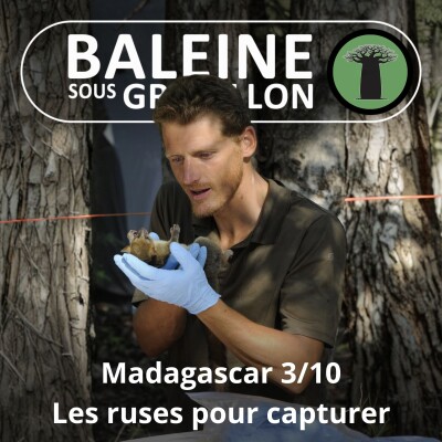 S03E42 Madagascar 3/10 : Comment capturer les animaux ? cover