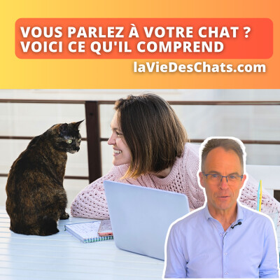 Vous parlez à votre chat ? Voici ce qu'il comprend cover