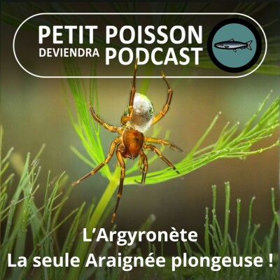 S06E02 L'Argyronète : La seule Araignée qui passe toute sa vie sous l'eau ! cover